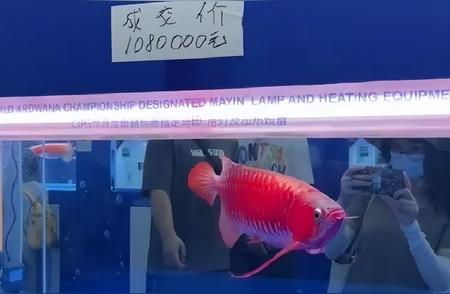 杭州男子以300万高价卖出一条鱼，揭示水族圈的机遇与挑战