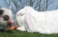 兔子的种类有哪些？
