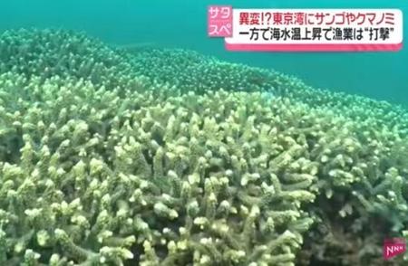 东京湾海水温度上升引发自然奇观：珊瑚快速生长和热带鱼类数量增加