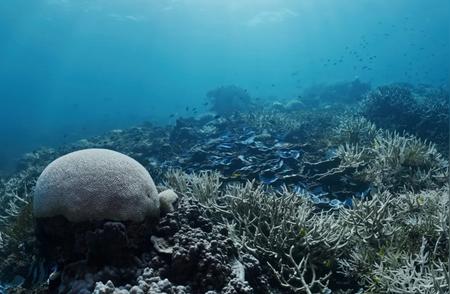 大堡礁危机：90%的珊瑚遭受白化威胁