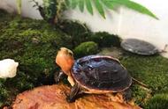 探索黄缘闭壳龟：国龟的魅力与奥秘