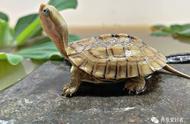 黄喉拟水龟的饲养小秘诀，让你的宠物龟健康成长