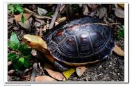 「元野物种档案计划」之黄缘闭壳龟：探索国龟的魅力与经典