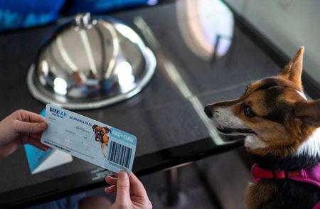 汪汪航空：一人一狗美国首飞，票价高达6000美元！