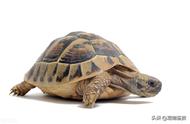 乌龟饲养管理技巧：打造长寿龟的秘诀