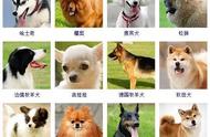 犬界百宝：解析不同狗狗品种的个性与特点