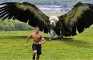 揭秘空中霸主：阿根廷巨鹰的震撼力量