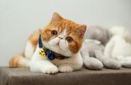 异国短毛猫系列：加菲猫的故事
