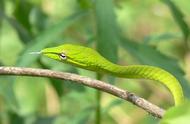 宠物蛇：独特选择绿瘦蛇的养护指南