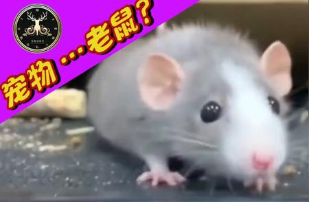 老鼠的独特魅力：为何有人将其当做宠物？