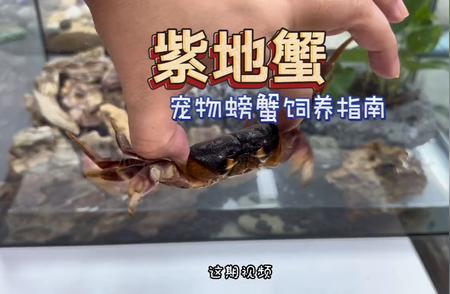 紫地蟹：比乌龟更易养的宠物螃蟹之选