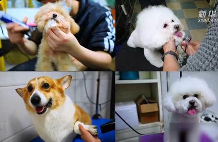 萌宠美容背后的故事：宠物美容师的治愈之旅