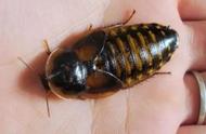 养上百只宠物蟑螂，如何控制繁殖速度？