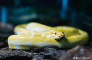 揭秘蛇的迷人魅力：为什么你会爱上蛇的颜值？