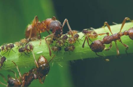 蚂蚁成为独特宠物的秘密