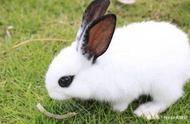 侏儒海棠兔：小朋友的最爱，最可爱的兔子！