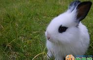 动物星球：独特宠物推荐——多瓦夫兔
