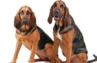 寻血猎犬：品种最老、血统纯正的嗅觉猎犬