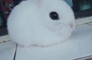 海棠兔的生活习性与饲养技巧详解