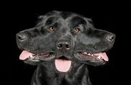 黑舌头的狗真的难以养护吗？古人的6句选狗秘诀，都是生活的智慧结晶