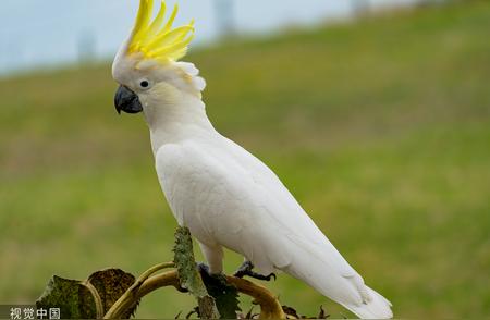 全球第三种具备使用工具能力的生物：凤头鹦鹉的惊人能力