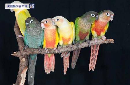 安徽男子非法贩卖14只鹦鹉，被判5年有期徒刑！