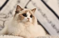 贵族宠物：揭秘布偶猫的魅力