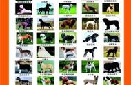 河南公布禁止饲养的犬类名单，50种犬种被列入禁养范围