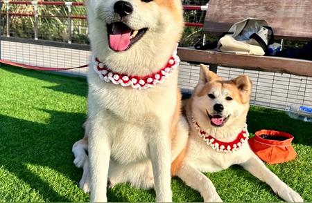 宠物店老板揭秘：秋田犬和柴犬，哪个更适合你？