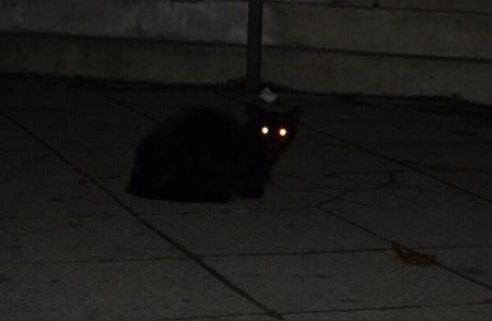 猫眼为何能在黑暗中发光？