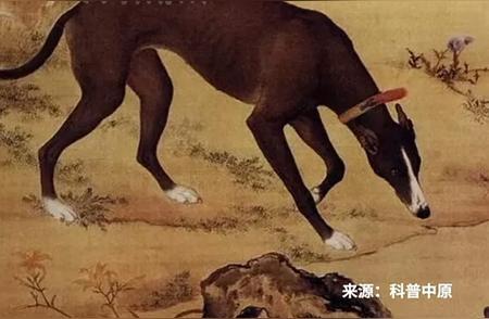 揭秘中国独有的古老狩猎犬“哮天犬”的原型：细犬