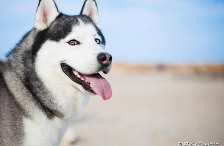 西伯利亚雪橇犬：哈士奇的别名与昵称