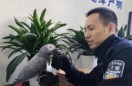 市民意外收获“大个子”鹦鹉，竟是珍稀保护动物