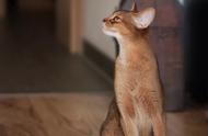 阿比西尼亚猫：猫咪品种大揭秘