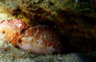 海洋无脊椎动物系列30：探索海底地图宝螺的奥秘