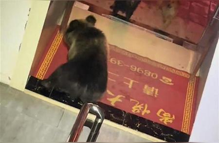 西藏野熊闯入酒店觅食，驴友惊险遭遇