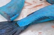 揭秘蓝色鱼肉：阿凡达般的神秘色彩