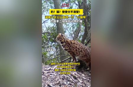 湖南八大公山惊现珍稀豹猫，生态保护再添新篇章