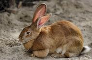 揭秘最温顺的兔子品种，为何它们成为最佳宠物首选？