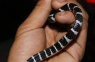 网购宠物蛇，你真的了解银环蛇的毒性吗？