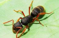 探索宠物蚂蚁的世界：为何价格高达上千块？