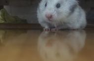 网友仓鼠宠物萌照分享：最可爱的毛茸茸小伙伴