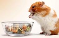 仓鼠饮食指南：如何吃得健康，活得长久？