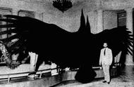探索史前世界：阿根廷巨鹰的传奇故事