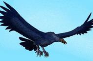 揭秘世界上最大的鹰：翅膀展开长达14米，震撼无比！