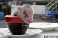 揭秘茶杯猪：迷你小猪的可爱转变
