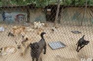 河南发布禁养犬种名单：中华田园犬等50类犬种被禁止饲养！