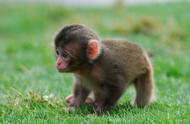 探索小猴子的魅力：它们为何如此可爱？
