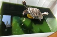 探索小乌龟的可爱世界